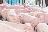 京東數位科技副總裁曹鵬20日宣布，京東也要智能養豬，助養殖業降低逾30%人工成本，每年至少降低行業成本人民幣500億元（新台幣2,259億元）。