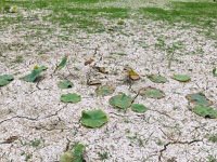 受到缺水影響，台南白河部分蓮田靠抽取溪水灌溉，因久旱不雨，也出現乾涸。記者吳淑玲╱翻攝