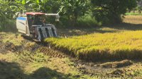 梅雨鋒面過去，天氣放晴，彰化地區農民搶收一期稻作。記者簡慧珍╱攝影