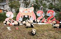 大熊貓寶寶迎金虎 1月24日，中國大熊貓保護研究中心20隻2021年出生的大熊貓寶寶亮相四川臥龍神樹坪基地，送上虎年新春祝福。（中新社）