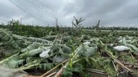 屏東縣里港茄苳颳強風，大片香蕉樹被吹倒，受災金額待估計。記者魏斌╱攝影