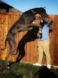 大丹犬「宙斯」身高105公分、體重逾90公斤，後腿站立時高逾214公分，刷新金氏世界紀錄最高犬紀錄。（圖╱推特）