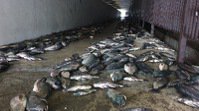 南崁溪特力屋後面的高速公路涵洞昨天在大雨過後可見布滿魚屍。記者鄭國樑╱攝影