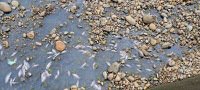 台中市西屯區東大溪近日出現大量魚屍，水域有明顯油漬，疑似有汙水排入河道；上月中旬也發生過類似事件。圖╱台中市議員楊正中提供