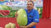 新豐農友彭慶明種出28.023台斤西瓜，勇奪西瓜王。記者王淑君╱攝影